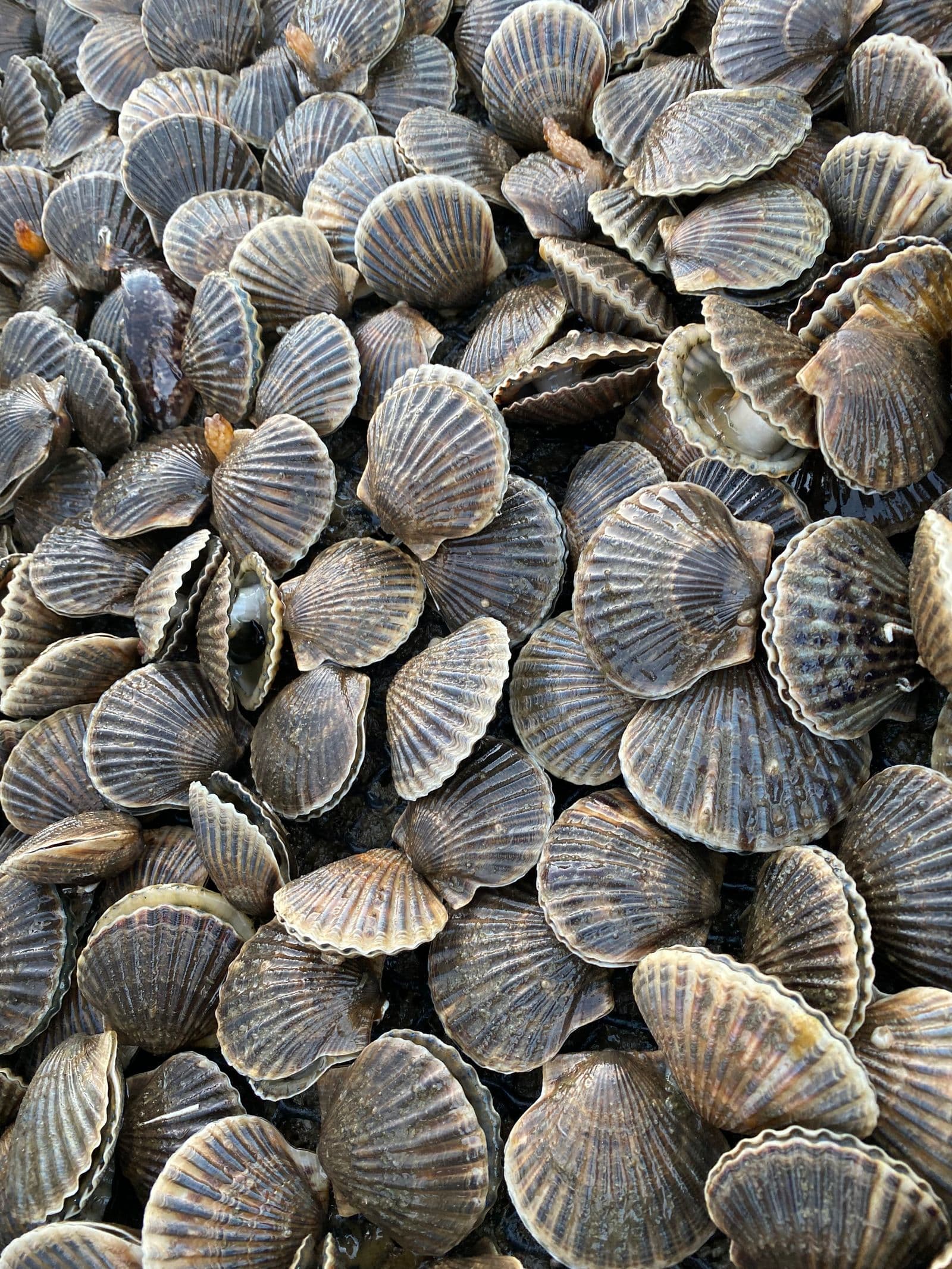 Scallop Bay Shellfish Co. bay scallops from the farm